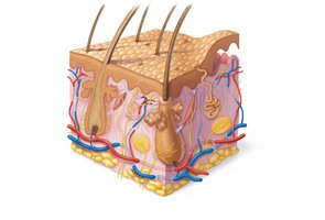 Three-dimensional diagram of skin structure showing epidermis, dermis, hypodermis, hair follicles, glands, and blood vessels