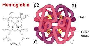 Structure of hemoglobin protein