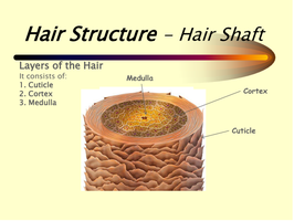 Diagram of hair shaft showing medulla, cortex, and cuticle