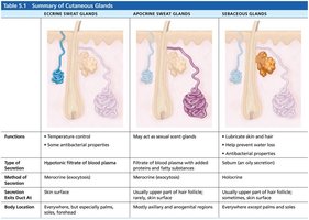 Table summarizing cutaneous glands