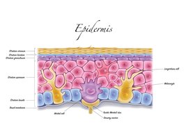 Diagram of the epidermis showing keratinocytes, melanocytes, dendritic cells, and tactile cells