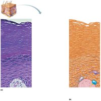Diagram showing the layers of the epidermis and associated cells