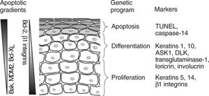 Diagram showing gradients of apoptosis, differentiation, and proliferation in the epidermis