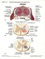 Sectional organization of the spinal cord