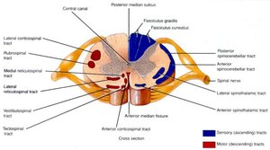 Cross-section of spinal cord showing sensory and motor tracts