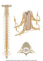 Formation and branching of a spinal nerve
