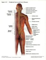 Peripheral nerves and nerve plexuses of the body