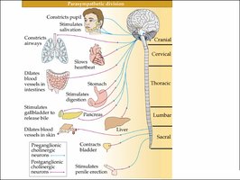 Parasympathetic division pathways and effects