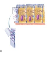 Desmosomes in epithelial tissue