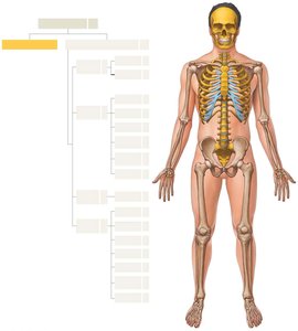 Diagram of the human skeleton highlighting the appendicular skeleton