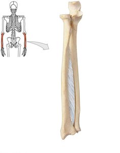 Radius and ulna with interosseous membrane