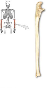Ulna bone with anatomical orientation