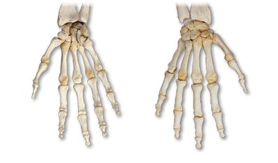 Bones of the right and left hand