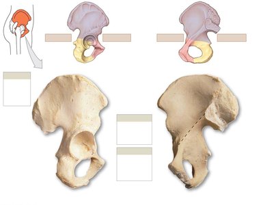 Coxal bones with anatomical orientation