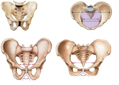 Pelvis structure and male/female differences