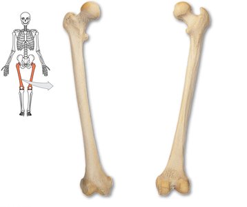 Femur bone with anatomical orientation