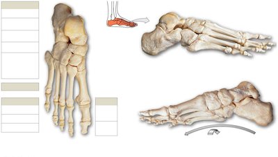 Bones of the right foot