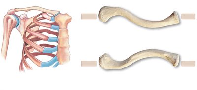 Clavicle and scapula with anatomical orientation
