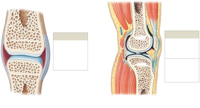 Structure of a synovial joint and knee joint
