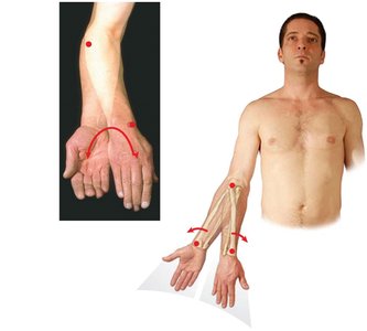 Rotational movements: supination and pronation