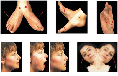Special movements: dorsiflexion, plantar flexion, inversion, eversion, etc.