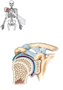 Shoulder joint structure