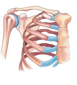 Pectoral girdle showing clavicle and scapula