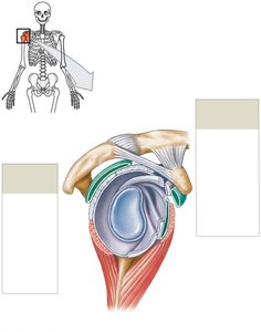 Shoulder joint ligaments and rotator cuff