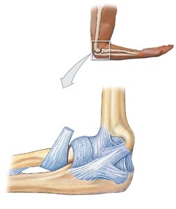 Elbow joint ligaments