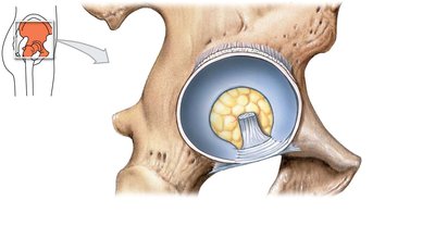 Hip joint structure