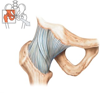 Hip joint ligaments, anterior view