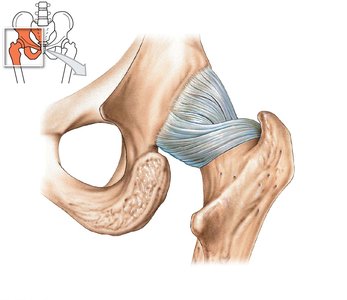 Hip joint ligaments, posterior view