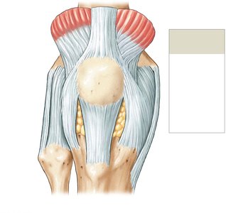 Knee joint ligaments, anterior view