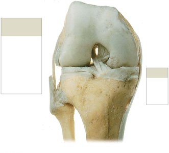 Knee joint ligaments, deep anterior view