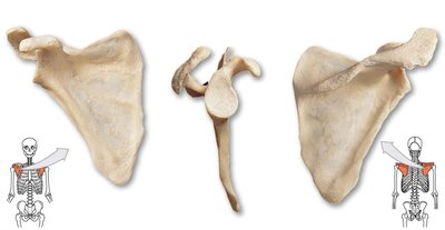 Scapula anatomical views