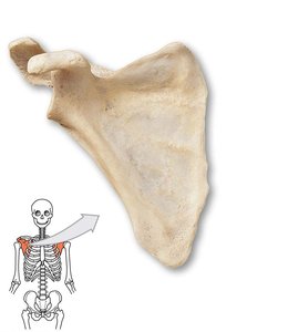 Scapula, left view with highlighted region