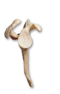 Scapula, lateral view