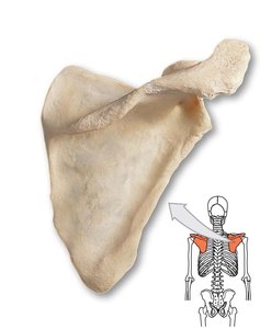 Scapula, right view with highlighted region
