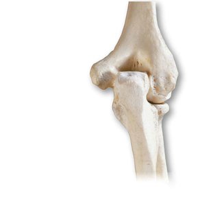 Elbow joint showing humerus, radius, and ulna