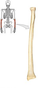 Radius bone with anatomical orientation