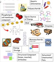 Summary of cell components and their functions