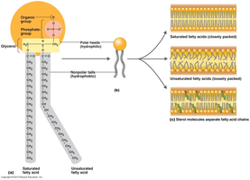 Phospholipid and fatty acid packing in membranes
