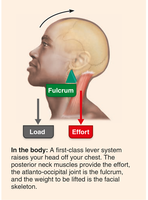 First-class lever in the body