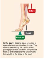 Second-class lever in the body