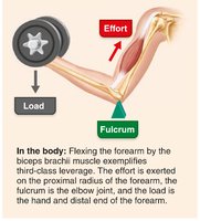 Third-class lever in the body