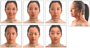 Muscles used in facial expressions
