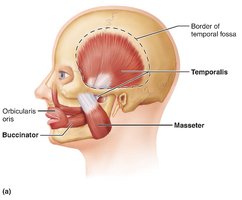 Superficial muscles of mastication