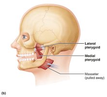 Deep muscles of mastication