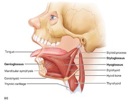 Extrinsic muscles of the tongue and associated suprahyoid muscles