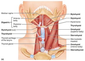 Muscles of the anterior neck and throat used in swallowing
